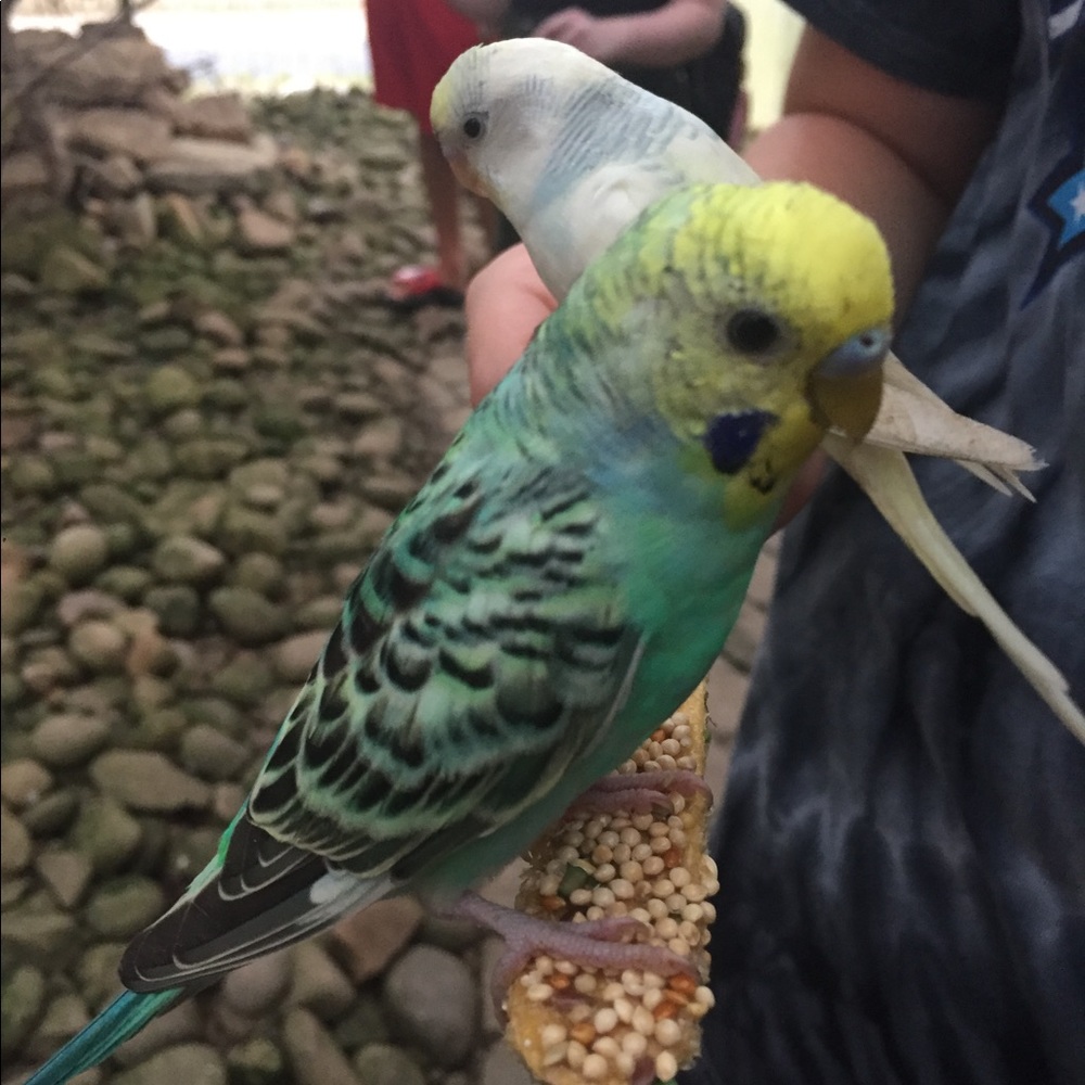 Meet your Posher, Robin